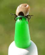 Removedor de carrapatos